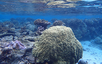 A coral reef near the South Pacific island of Moorea in French Polynesia