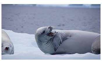 Crabeater seal on Pleneau Island