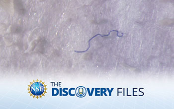 discovery files banner logo