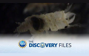 discovery files banner logo